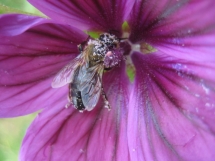 Bienchen mit Pollen